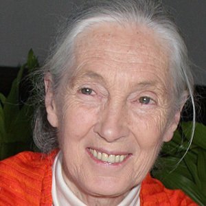 Jane Goodall (1934 - 2025) (動物學家)
