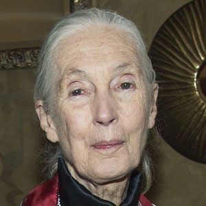 Jane Goodall (1934 - 2025) (Zoologist)