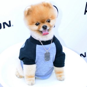 JiffPom, 15 (Cane)