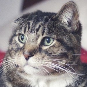 Klaus the Cat image 3