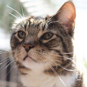 Klaus the Cat, 25 (Katze)