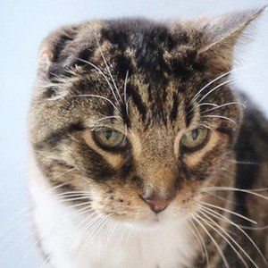 Klaus the Cat, 25 (Cat)