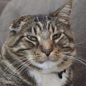 Klaus the Cat image 7