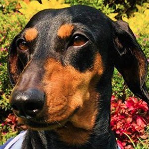 Kler Polinesia, 8 (Dog)