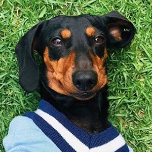 Kler Polinesia image 3