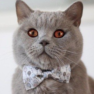 Koda Cat, 11 (貓)