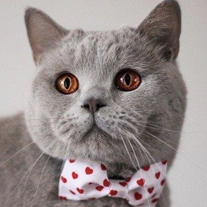 Koda Cat, 11 (Kat)