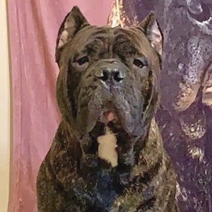 Leo the Cane Corso, 8 (Dog)