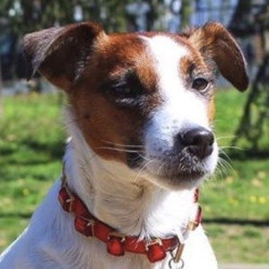 Liah Rockdog image 4