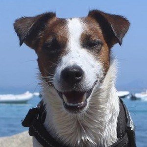 Liah Rockdog, 9 (Dog)