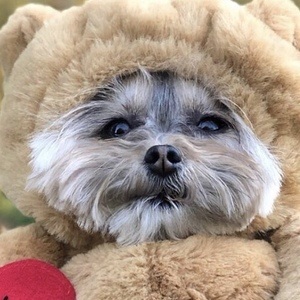 Liv the Morkie, 12 (狗)