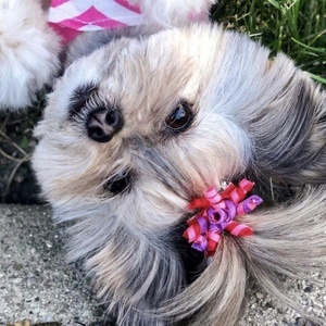 Liv the Morkie, 12 (Cane)