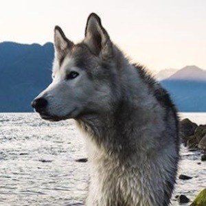 Loki the Wolf Dog image 6