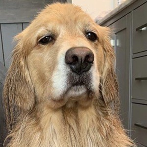 Look Its Sadie, 10 (Dog)