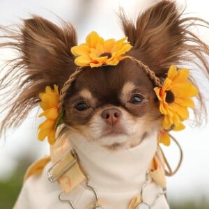 Lou the Chichi, 5 (Dog)