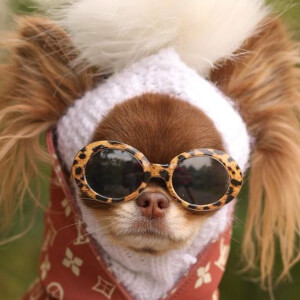 Lou the Chichi image 3