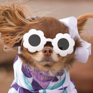 Lou the Chichi image 4