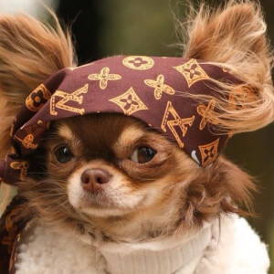 Lou the Chichi image 5