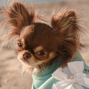 Lou the Chichi image 7