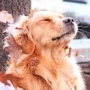 Louie The Golden Retriever image 6