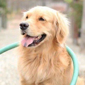 Louie The Golden Retriever image 7