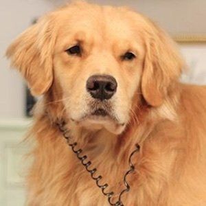 Louie The Golden Retriever image 8