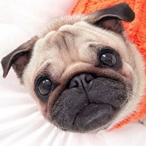 Loulou the Pug image 3