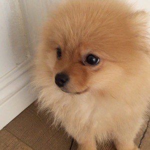 March Pom, 8 (Dog)
