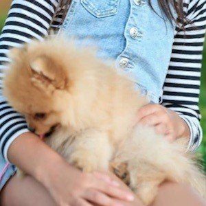 March Pom, 8 (狗)