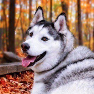 Maska the Husky image 4