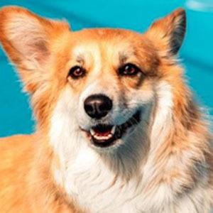 Maxine dog the Fluffy Corgi image 2