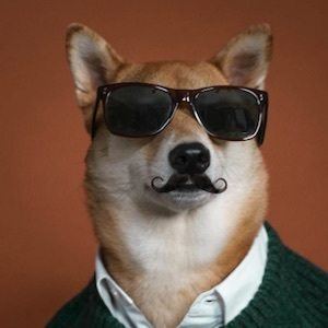 Menswear Dog image 3