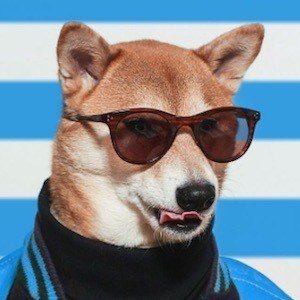 Menswear Dog image 4