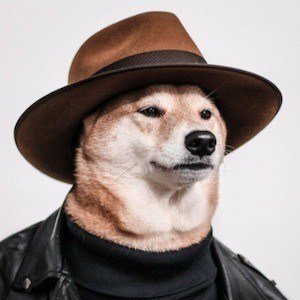 Menswear Dog image 5