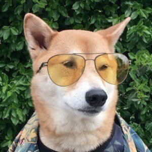 Menswear Dog image 6