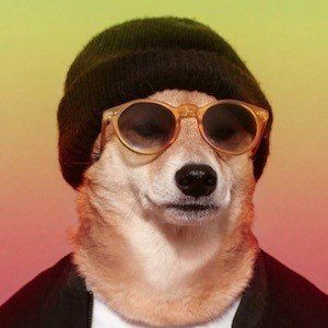 Menswear Dog image 7