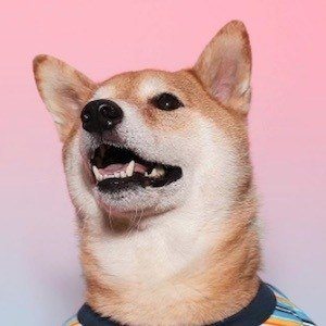 Menswear Dog image 8