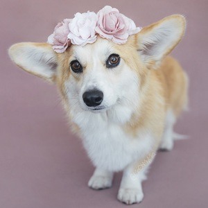 Mia the Corgi