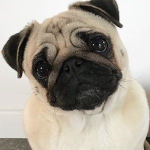 Moka The Adorable Pug image 3