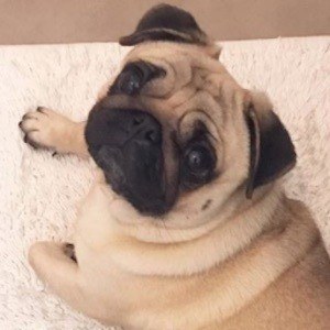 Moka The Adorable Pug image 4