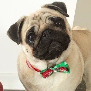 Moka The Adorable Pug image 5