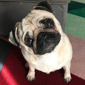 Moka The Adorable Pug image 6