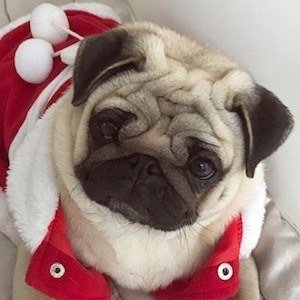 Moka The Adorable Pug image 7