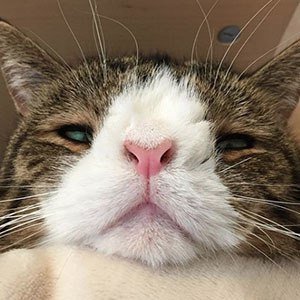 Monty Happiness, 14 (猫)