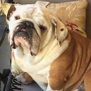 Mr. Gerald, 11 (Perro)