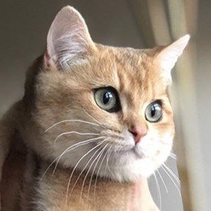 Mr Potato, 6 (Cat)