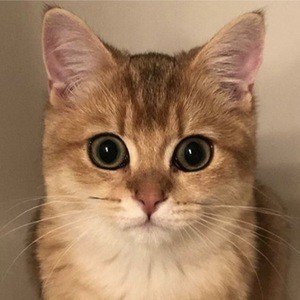 Mr Potato, 6 (Cat)