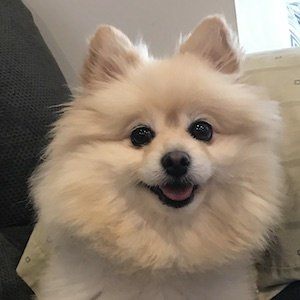 Muggles the Dog, 13 (Chien)