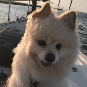 Muggles the Dog image 4