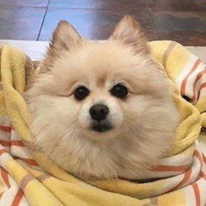 Muggles the Dog image 5